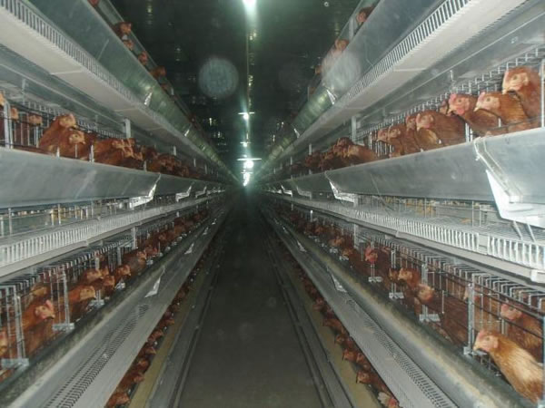 china broiler harvesting cages for sale