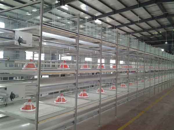 broiler pullet cage