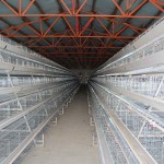 china poultry cages for layer for sale