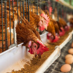 top supplier of chicken layer cages in south africa