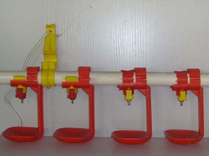 china automatic poultry drinking system