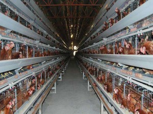china broiler breeder cages manufacturer