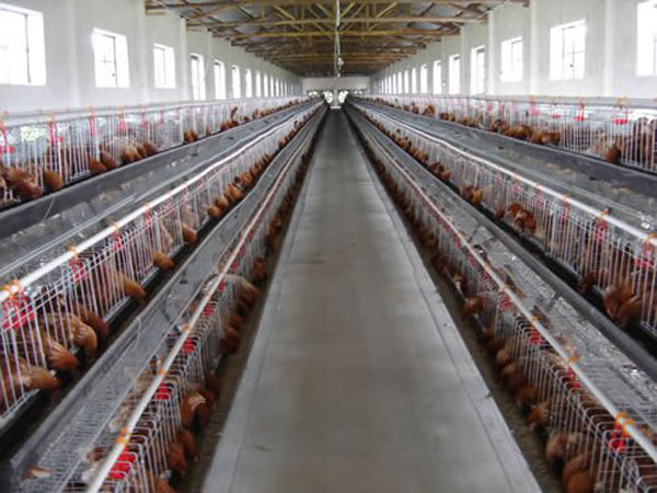 poultry farming equipment supplier in china