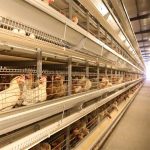 20000 Chickens Automatic Battery Cage System Price