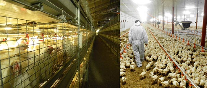 Battery Cage System Price from Poultry Equipment Suppliers in Kenya