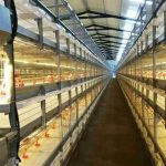 Price of H Type Broiler Cages for Sale in Nigeria