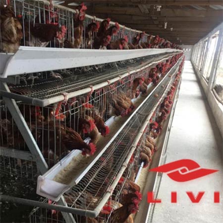 20000 Chicken Layers Cages for Sale in Zambia | Industrial Poultry Equipment