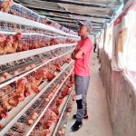 LIVI China Supplier Chicken Layer Cages for Sale in South Africa
