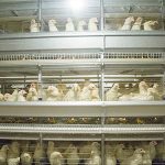 Automatic-Battery-Cage-System-in-Poultry-Sector-in-Indian