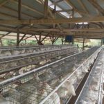 Buy-Chicken-Cage-System
