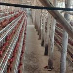 How-Much-is-Chicken-Cage-Price-in-Kenya-Nakuru
