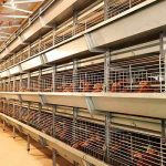 How-much-is-cost-of-chicken-cages-in-Uganda-for-10000-birds