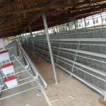 Price of Poultry Cage for Sale in Pakistan for 10000 birds
