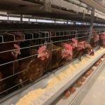 Wholesale-Price-Poultry-Battery-Cage-System-for-Laying-Hens